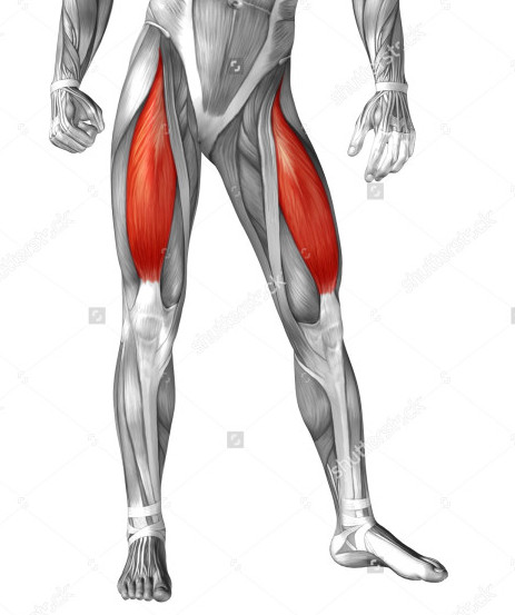 大腿直筋２
