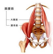 腸腰筋